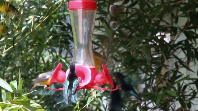 Humming-bird feeder
