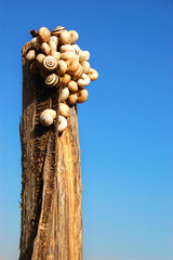 Palo di legno con lumachine