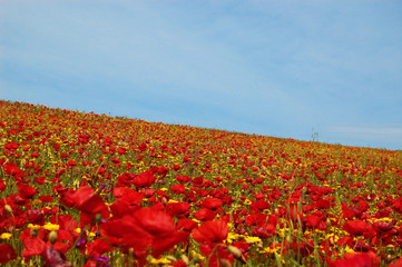 Prato con papaveri