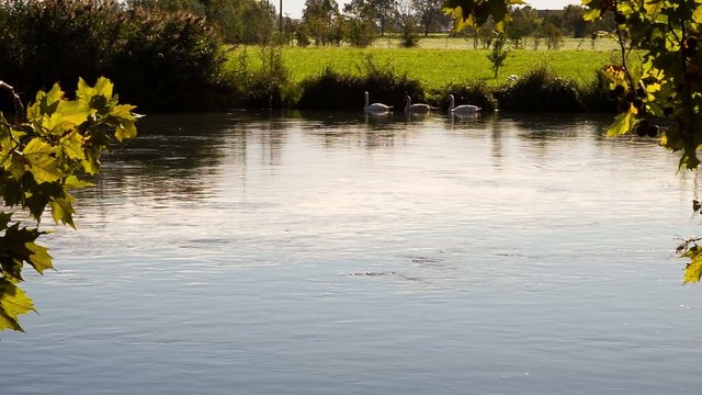 fiume cigno cigni video