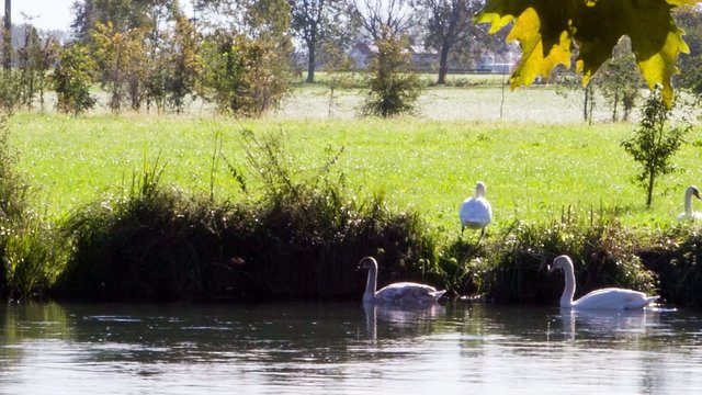 cigni video nel fiume