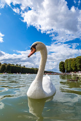 Mute Swan on a lake