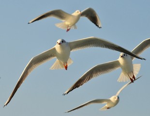 Seagull Flying
