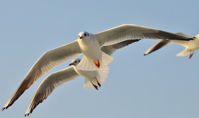 Seagull Flying