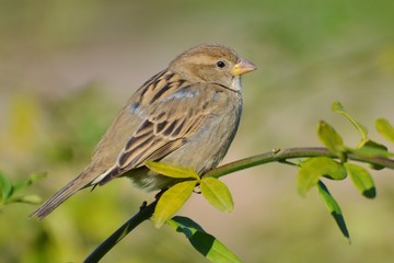Sparrow
