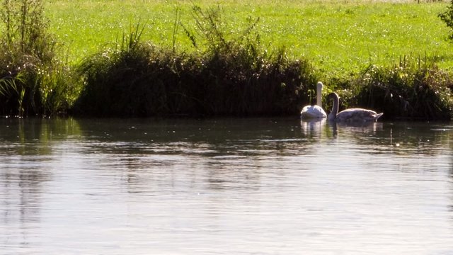 fiume cigno acqua video