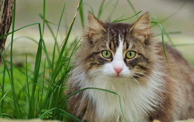 Cat Face, Cat Looking