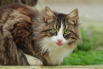 Cat Face, Cat looking