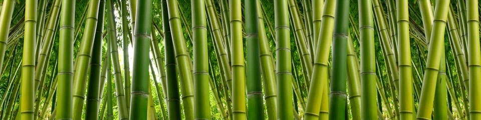 Stickers pour porte Bambou Jungle de bambous dense