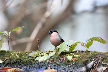 ウソ