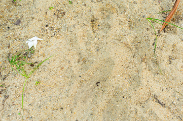 Dry and fresh leaf on sand background