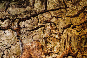 The old crack skin of the tree background