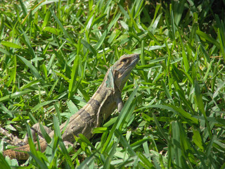 Iguana