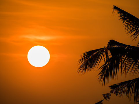 Morning Sun and Coconut Tree