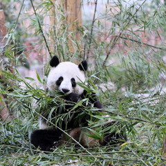 Obraz premium Panda Feeding on Bamboo