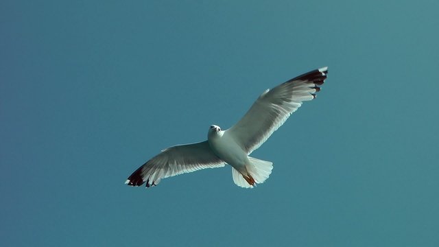 gabbiano in volo
