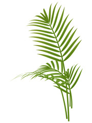 tropical plant