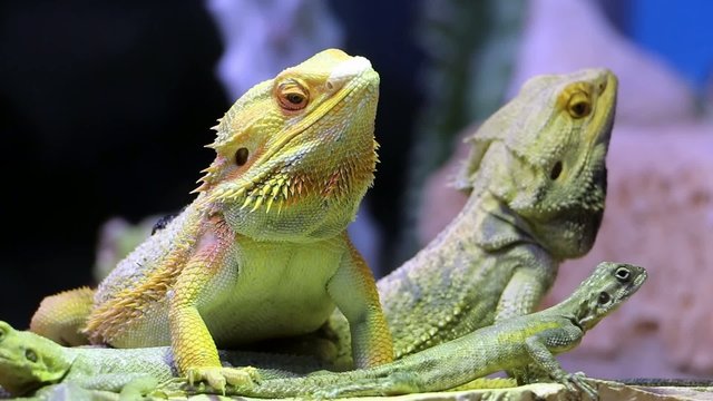 Iguana video di iguane