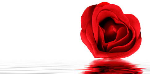 Rose in Form eines Herzens
