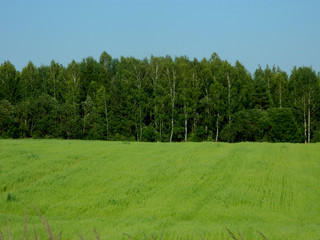Зеленое поле
