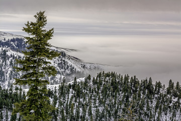 Forest in Idaho with a valley inversion fog