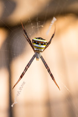 Wild Spider