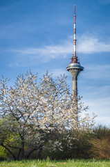 Fototapete bei efototapeten.de bestellen   