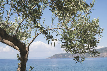 Olive tree on the beach