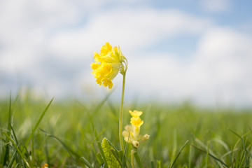 Primula veris