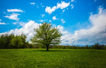 Foto op Plexiglas Spring landscape © Olivia