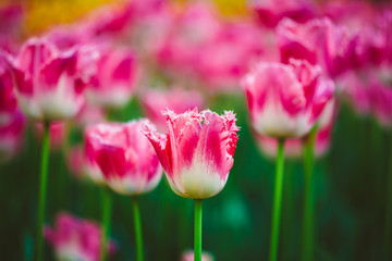 White And Pink Flowers Tulips In Spring Garden