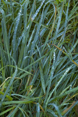 gocce di rugiada sui fili d'erba