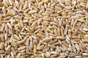 Organic Kamut grain background