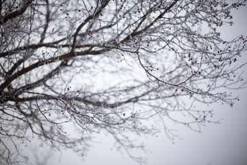 Hawthorn branches covered with hoarfrost