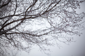 Fototapeta na wymiar Hawthorn branches covered with hoarfrost