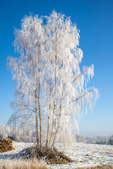 frost tree