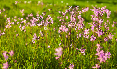 Ragged Robin (Lychnis flos-cuculi) flowers