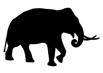 silhouette walking elephant with tusks