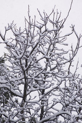 neve sui rami