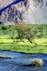 Landscape with river and green valley in Himalayas