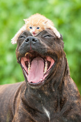 Funny dog with open mouth and little kitten on its head