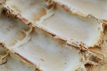 Afzelia Xylocarpa Craib