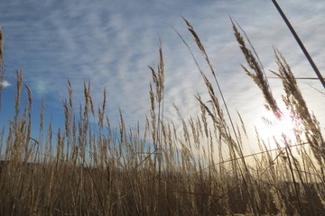 Obraz premium Herbststimmung mit Gräsern im Sonnenlicht