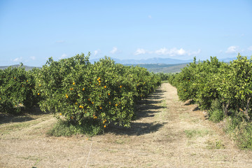 Naklejka premium Orange trees in plantation