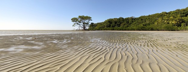 Mangroves, wet tropics, Queensland, Autralia - obrazy, fototapety, plakaty