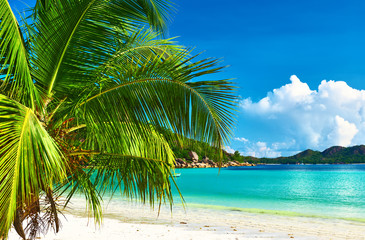 Obraz na płótnie Canvas Beautiful beach with palm tree at Seychelles