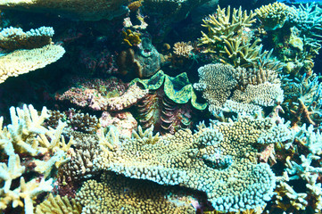 Giant clam at the tropical coral reef