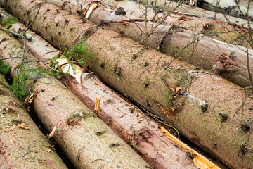Timber harvesting. Pile of cut fir logs