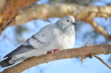 Голубка на дереве.