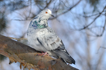 Голубь на дереве.